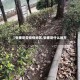 【张槎是否疫情地区,张槎是什么地方】